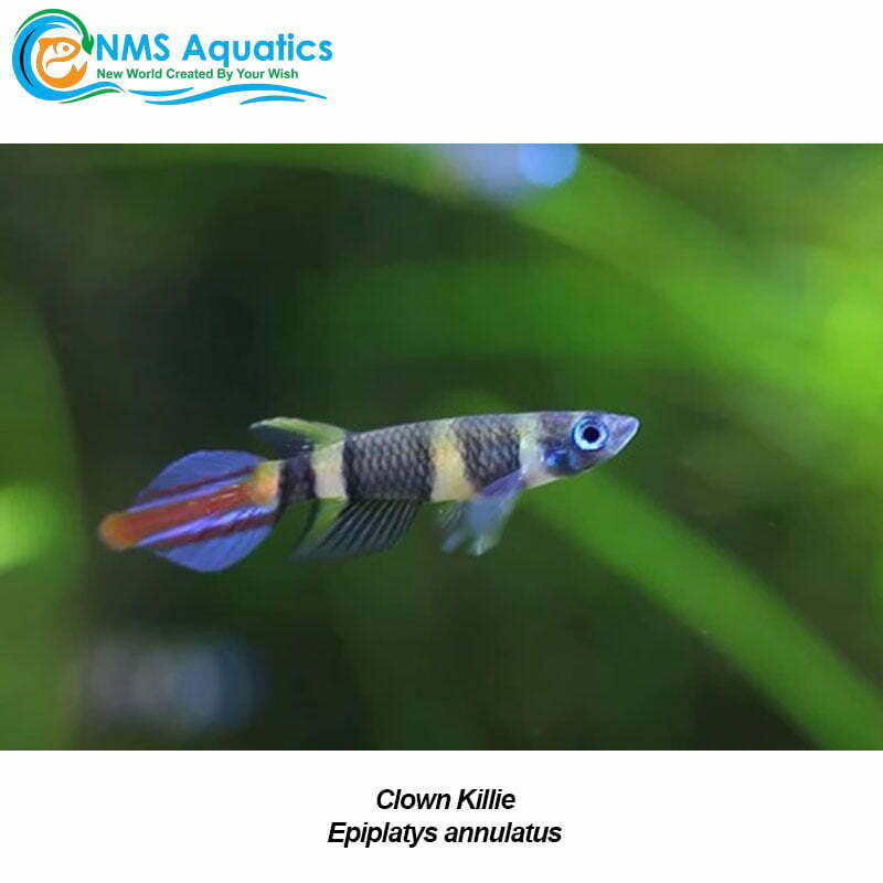 Buy Clown Killie InStore or Online at NMS Aquarium Store