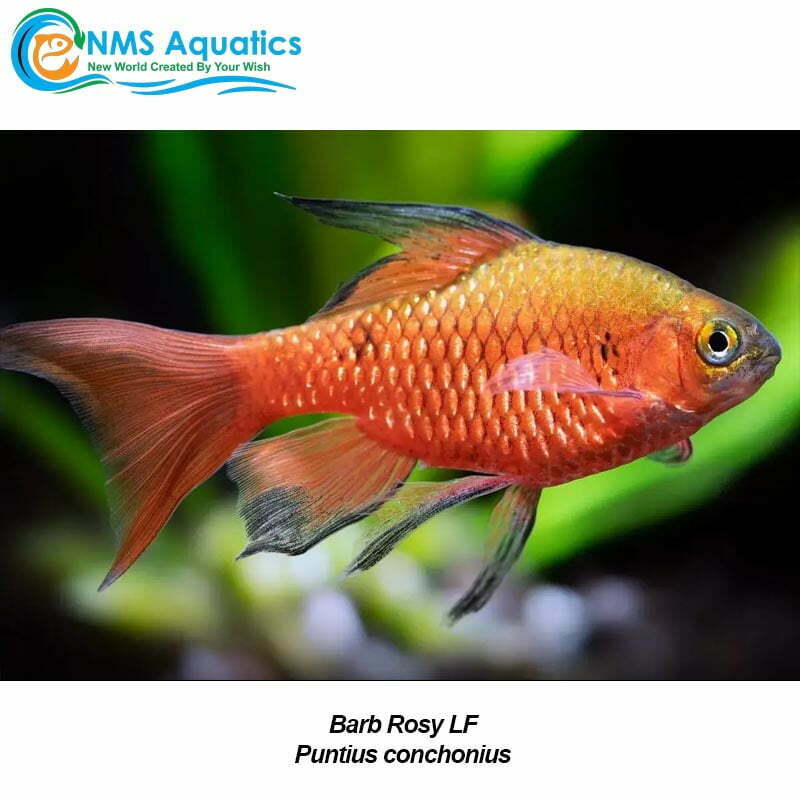 Buy Barb Rosy Longfin In Store Or Online At Nms Aquarium Store